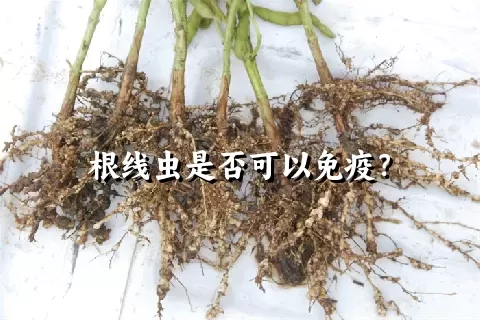 根线虫是否可以免疫？