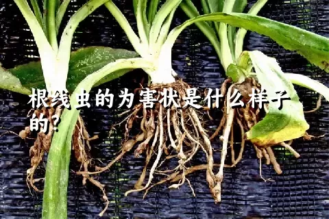 根线虫的为害状是什么样子的？