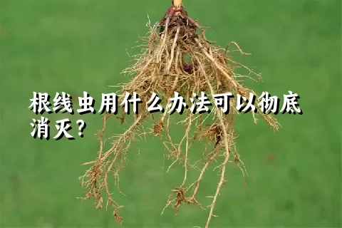 根线虫用什么办法可以彻底消灭？