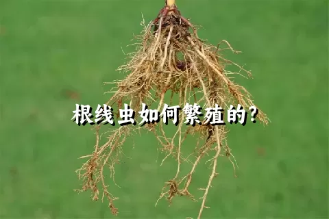 根线虫如何繁殖的？