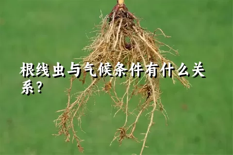 根线虫与气候条件有什么关系？