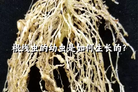 根线虫的幼虫是如何生长的？