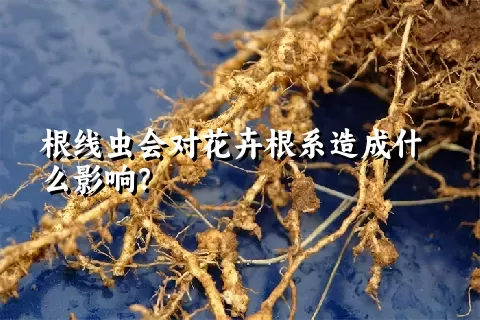 根线虫会对花卉根系造成什么影响？