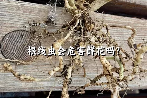 根线虫会危害鲜花吗？