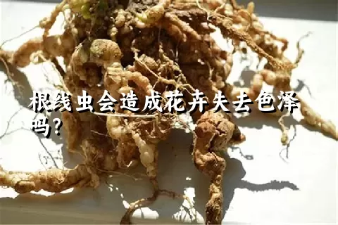 根线虫会造成花卉失去色泽吗？