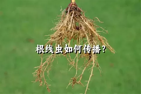 根线虫如何传播？