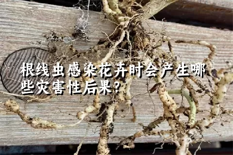 根线虫感染花卉时会产生哪些灾害性后果？