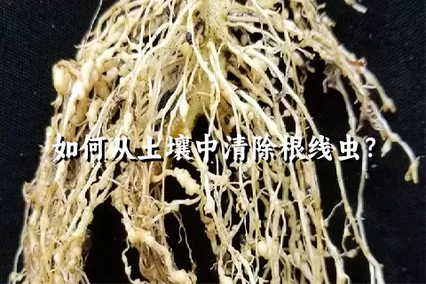 如何从土壤中清除根线虫？