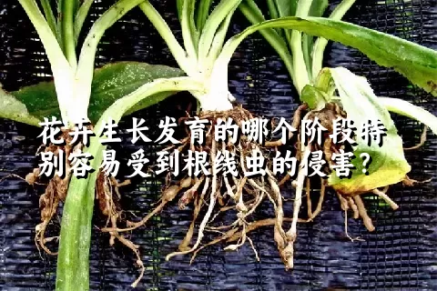 花卉生长发育的哪个阶段特别容易受到根线虫的侵害？