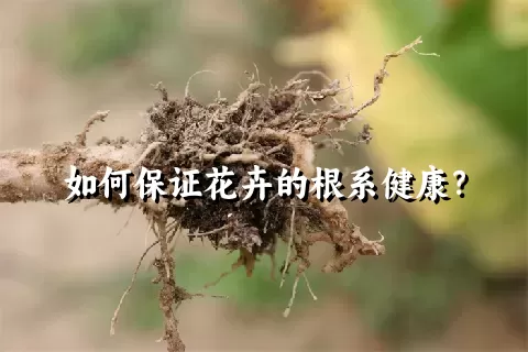 如何保证花卉的根系健康？