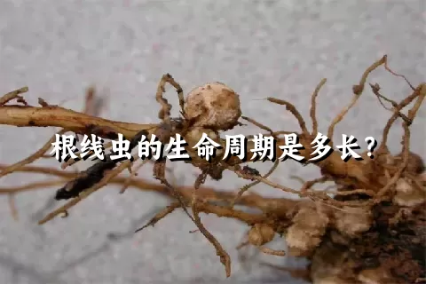 根线虫的生命周期是多长？