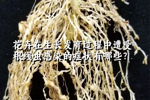 花卉在生长发育过程中遭受根线虫感染的症状有哪些？