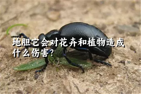 地胆它会对花卉和植物造成什么伤害？