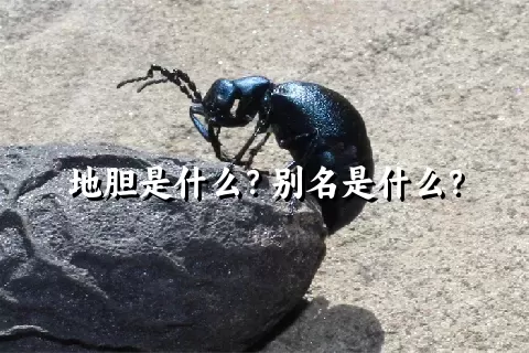 地胆是什么？别名是什么？