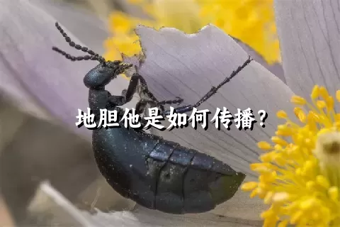 地胆他是如何传播？