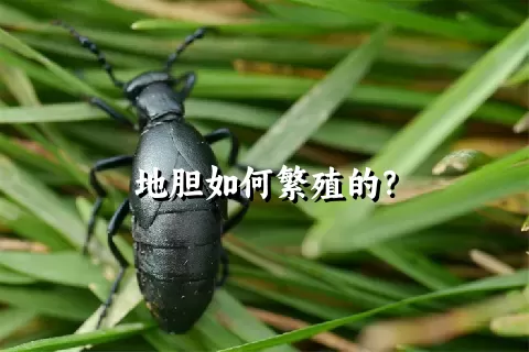 地胆如何繁殖的？