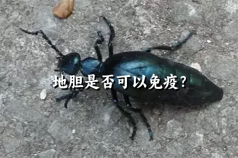 地胆是否可以免疫？