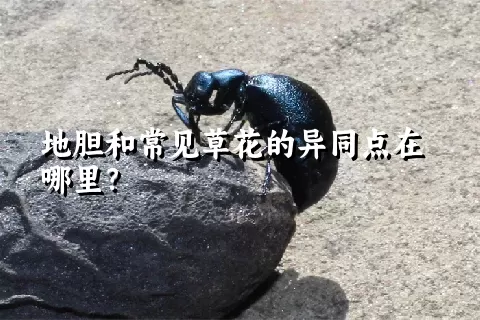 地胆和常见草花的异同点在哪里？