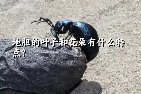 地胆的叶子和花朵有什么特点？