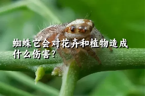 蜘蛛它会对花卉和植物造成什么伤害？