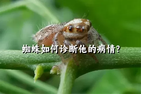 蜘蛛如何诊断他的病情？