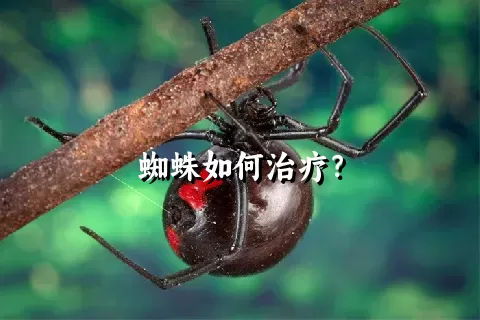 蜘蛛如何治疗？