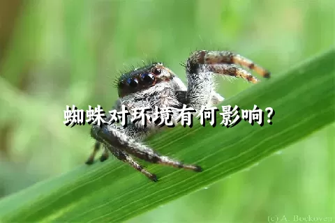 蜘蛛对环境有何影响？