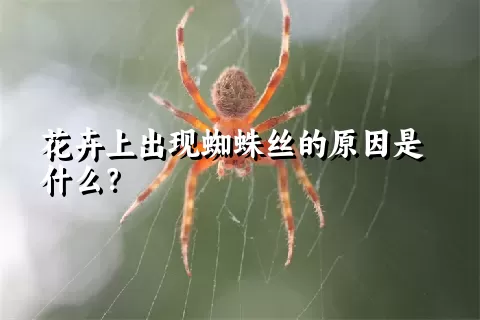 花卉上出现蜘蛛丝的原因是什么？