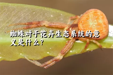 蜘蛛对于花卉生态系统的意义是什么？