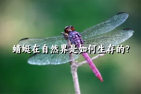 蜻蜓在自然界是如何生存的？