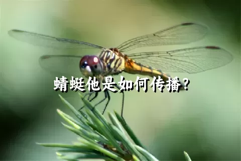 蜻蜓他是如何传播？