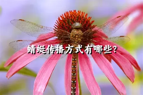 蜻蜓传播方式有哪些？