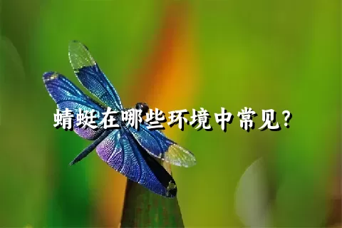 蜻蜓在哪些环境中常见？