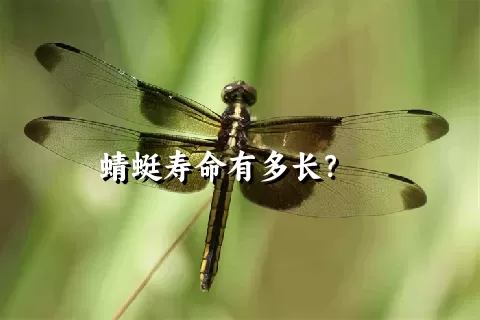 蜻蜓寿命有多长？    