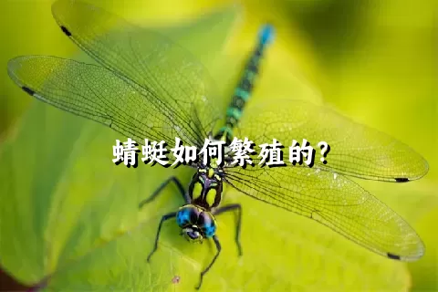 蜻蜓如何繁殖的？