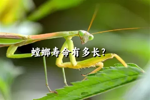 螳螂寿命有多长？    