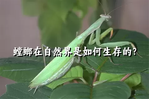 螳螂在自然界是如何生存的？