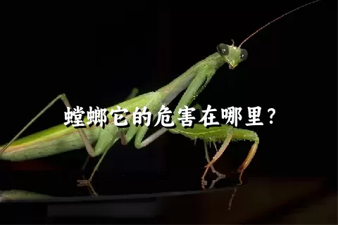 螳螂它的危害在哪里？