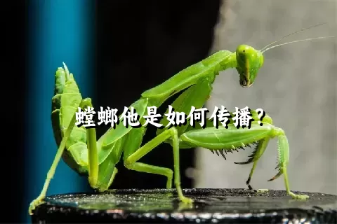 螳螂他是如何传播？