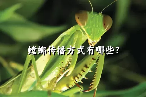 螳螂传播方式有哪些？