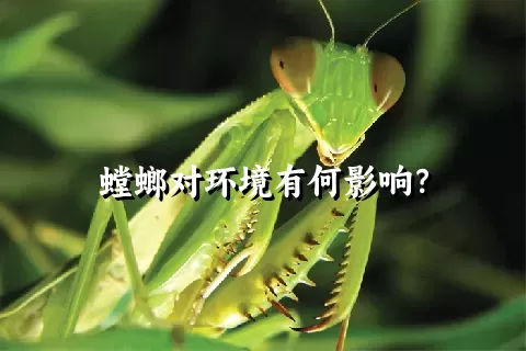 螳螂对环境有何影响？