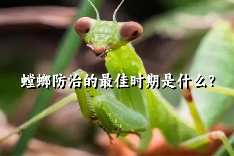 螳螂防治的最佳时期是什么？