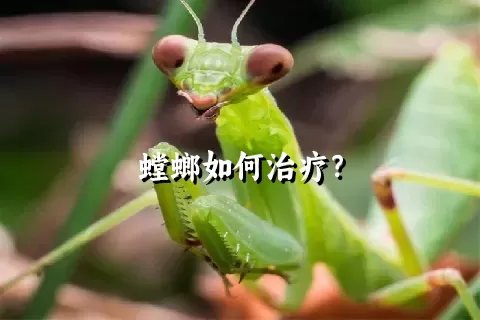 螳螂如何治疗？