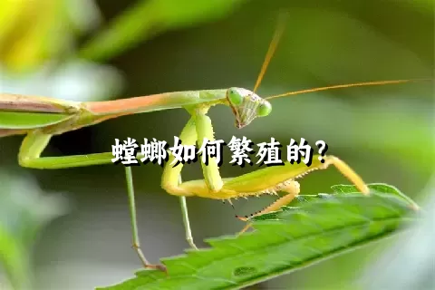 螳螂如何繁殖的？