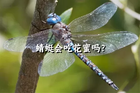 蜻蜓会吃花蜜吗？