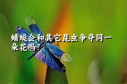 蜻蜓会和其它昆虫争夺同一朵花吗？