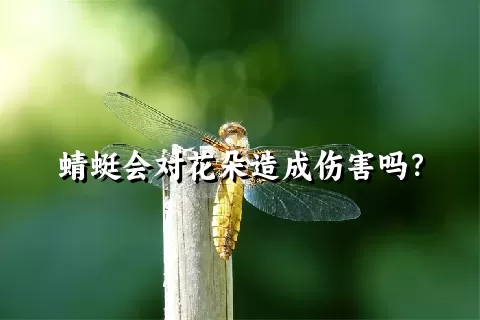 蜻蜓会对花朵造成伤害吗？