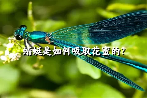 蜻蜓是如何吸取花蜜的？