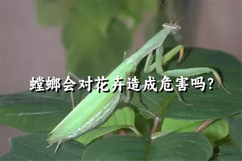 螳螂会对花卉造成危害吗？