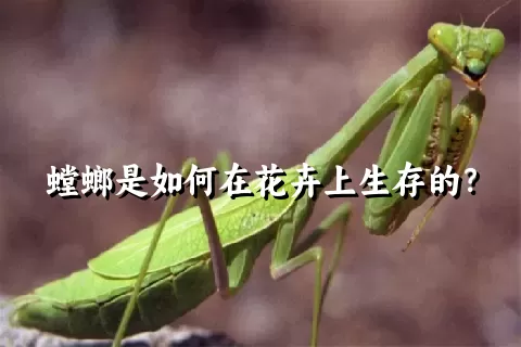 螳螂是如何在花卉上生存的？